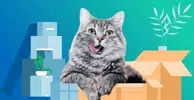 Советы по ремонту квартиры с котом
