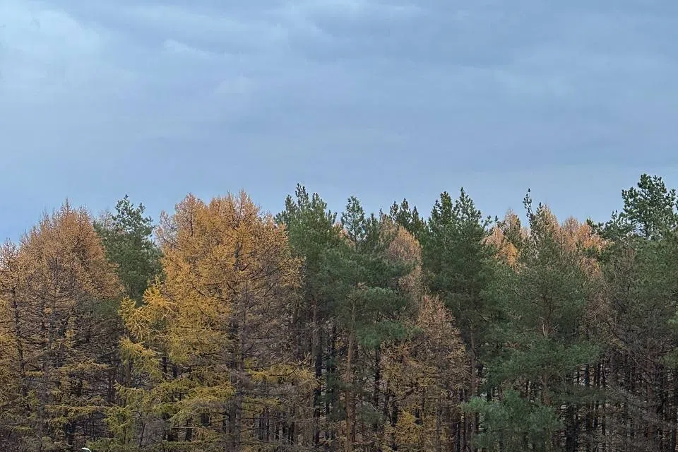 Чистая квартира с видом на лес