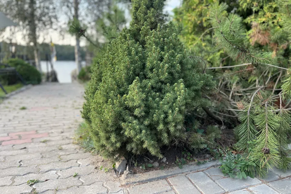 Особняк с камином на берегу Невы
