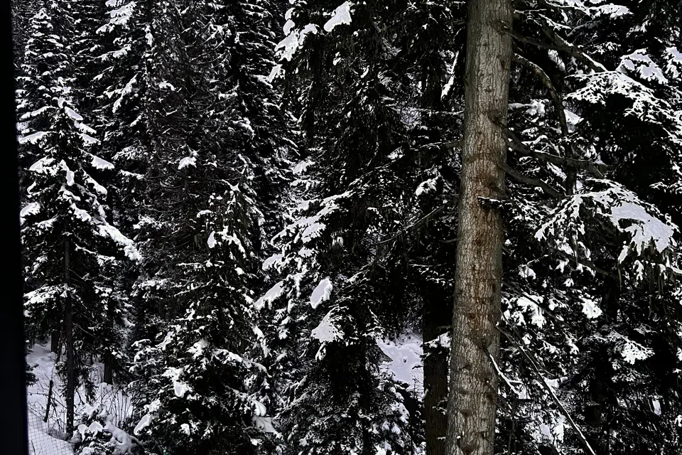 Forest glamp с видом на горы и речку 