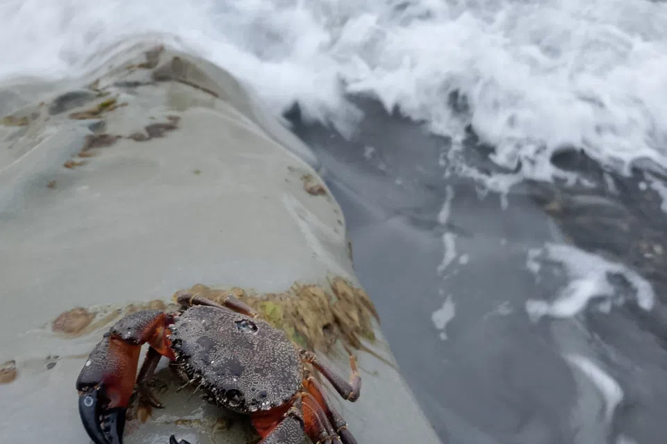 Квартира в шаговой доступности к морю.