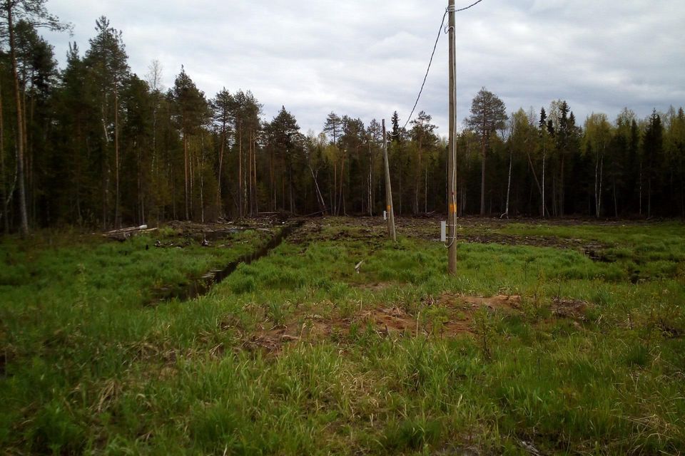 Республика участки. Участки Эжва. Деревья в Республике Коми на земельном участке.