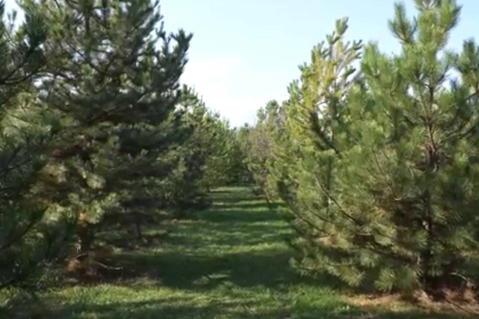 коттеджный поселок Ореховая Роща