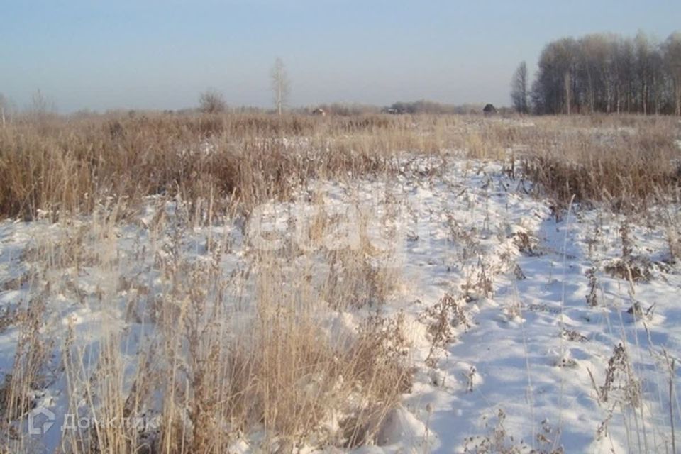 Поля заросшие весной. Неиспользуемые земли. Участок в поле. Неиспользуемые земли. Заброшенные сельскохозяйственные земли.