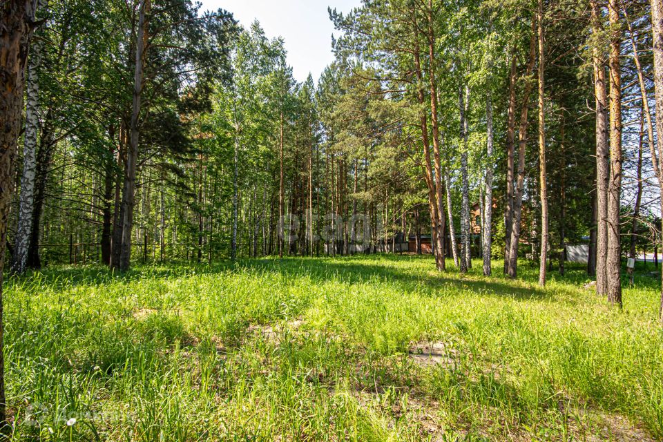 Микрорайон великий лес. Великоанадольский лес. Великоанадольский Лесной массив. Великоанадольский лес ДНР. Великоанадольский лес ДНР осенью.