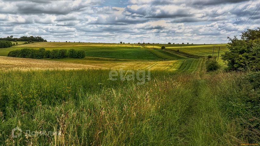 Дорога в поле фото. Луга мордовии. За деревней широкое поле за полем роща. За деревней широкое поле за полем роща. Деревня поле фон.