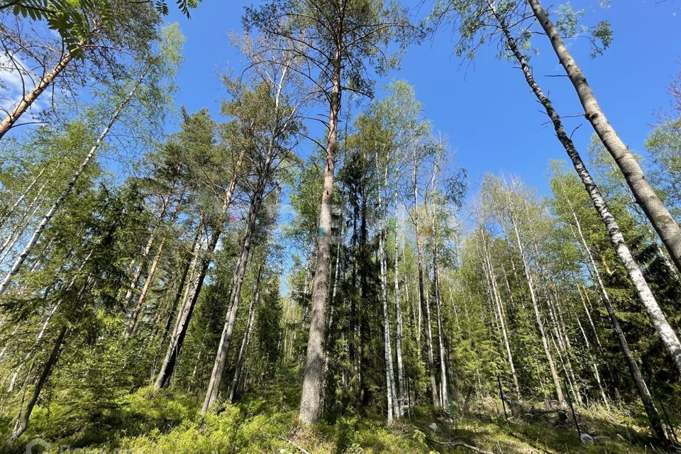 Купить Участок В Белоострове Недорого