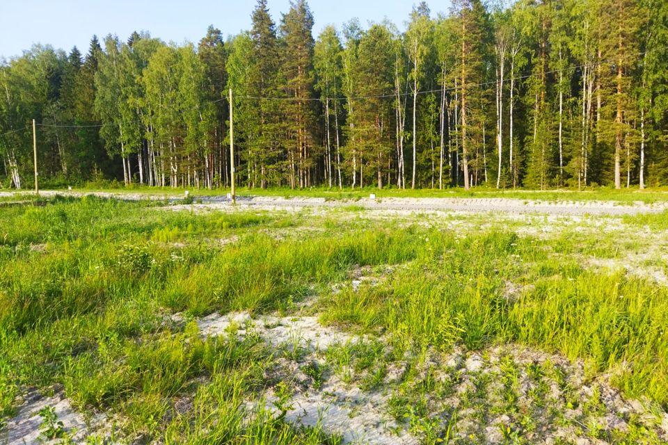 Хвойное приозерский