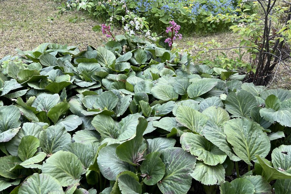 Купить Дом Снт Колющенец Челябинск