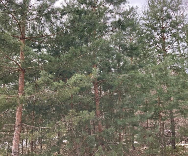 Смена городской округ калуга деревня андреевское фото