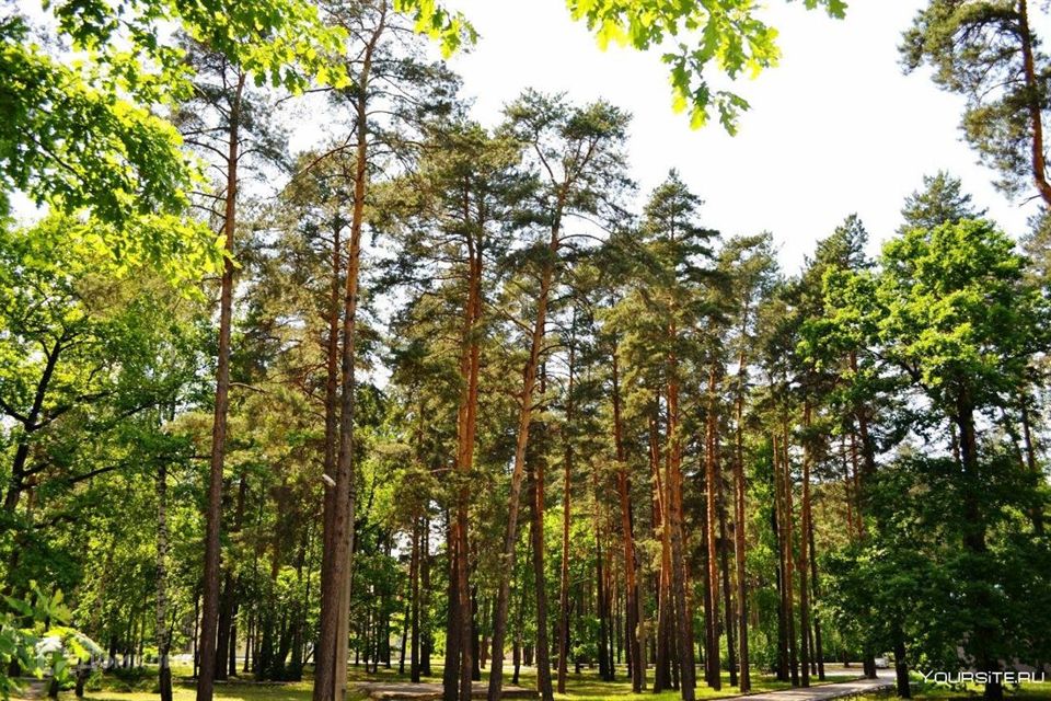 Сосновые парки в москве