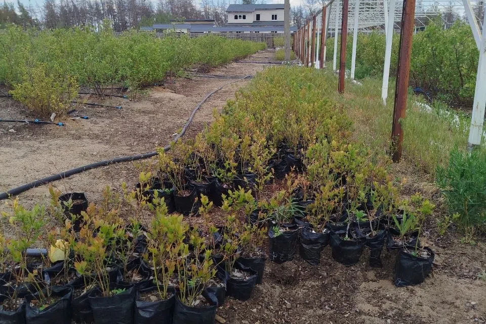 Продаётся участок, 40 сот., Садовый