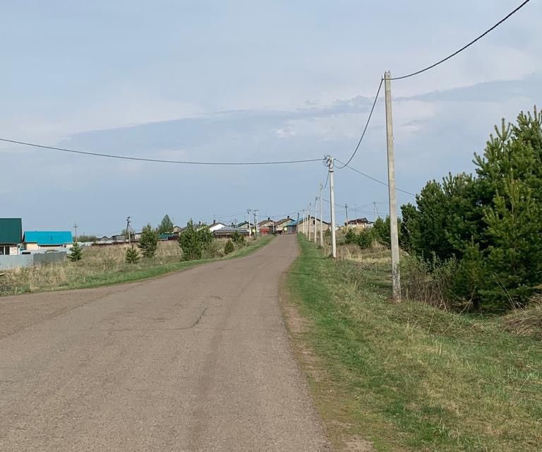 Курчум норья. Курчум норья