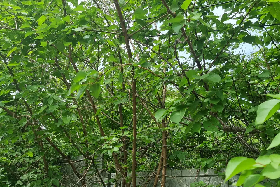 Продаётся участок, 13.6 сот., ИЖС