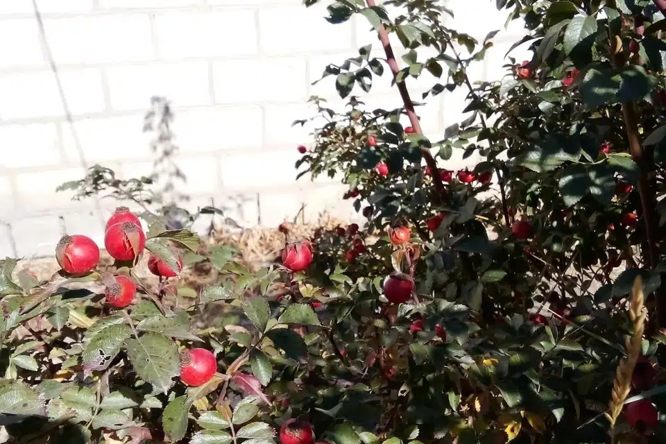 Продаётся 1-этажный дом, 75 м²