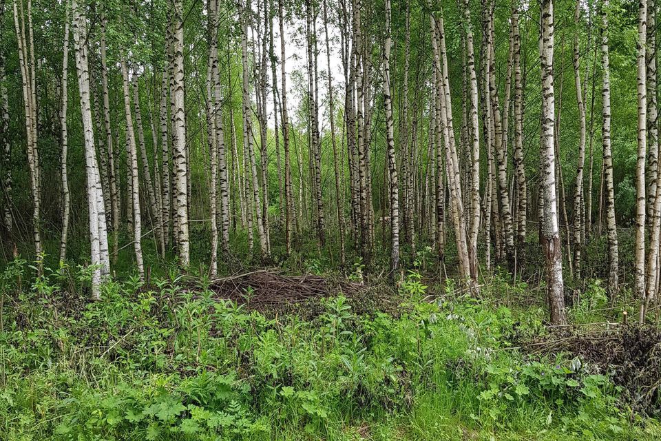 Сельский бор. Шаймы Новгородская область. Деревня Шаймы Новгородская область видео.