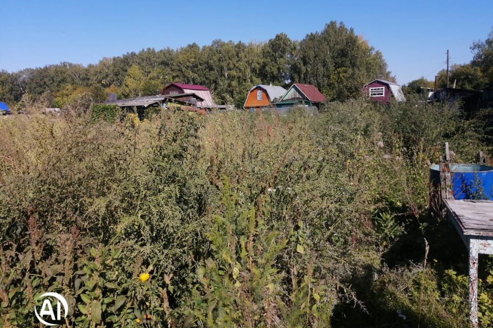 Новосибирский лпх. Новосибирск рп. Личное подсобное хозяйство. Страусиная ферма в колывани. Новосибирский лпх.