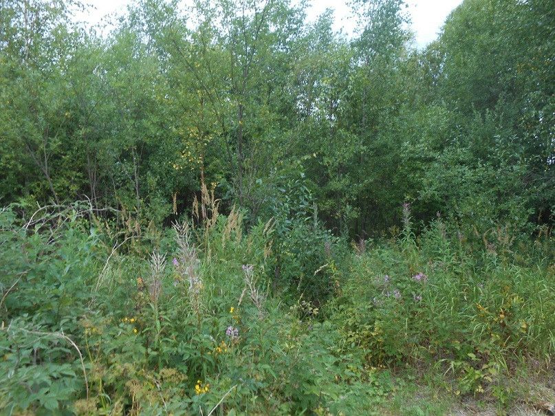 Купил заросший участок. Заросший земельный участок. заросли на участке. заброшенный участок. заросший садовый участок.
