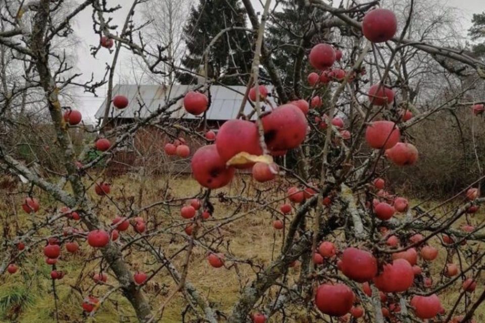 Купить Дом В Мартышкино Ломоносовского