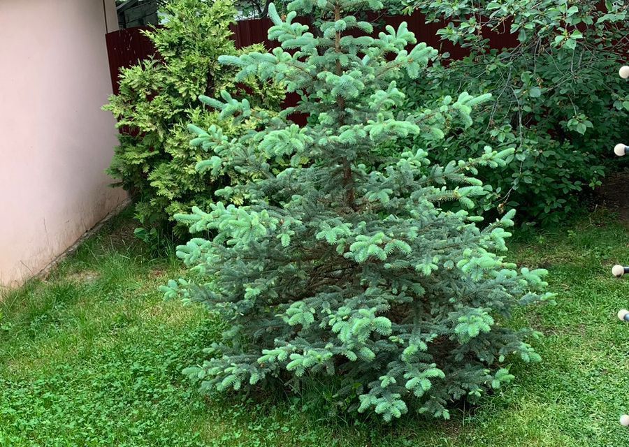 Купить Дачу Солнечная Поляна