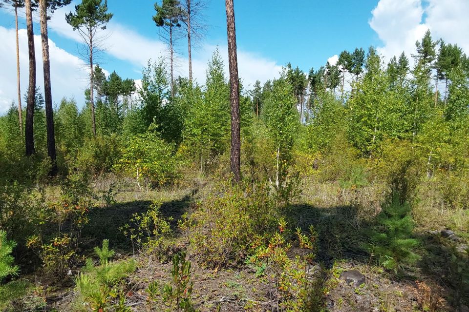 Участок ижс чита. СНТ Ромашка Архангельск. Дары Уральского леса. Обложки альмбово со звуками леса.