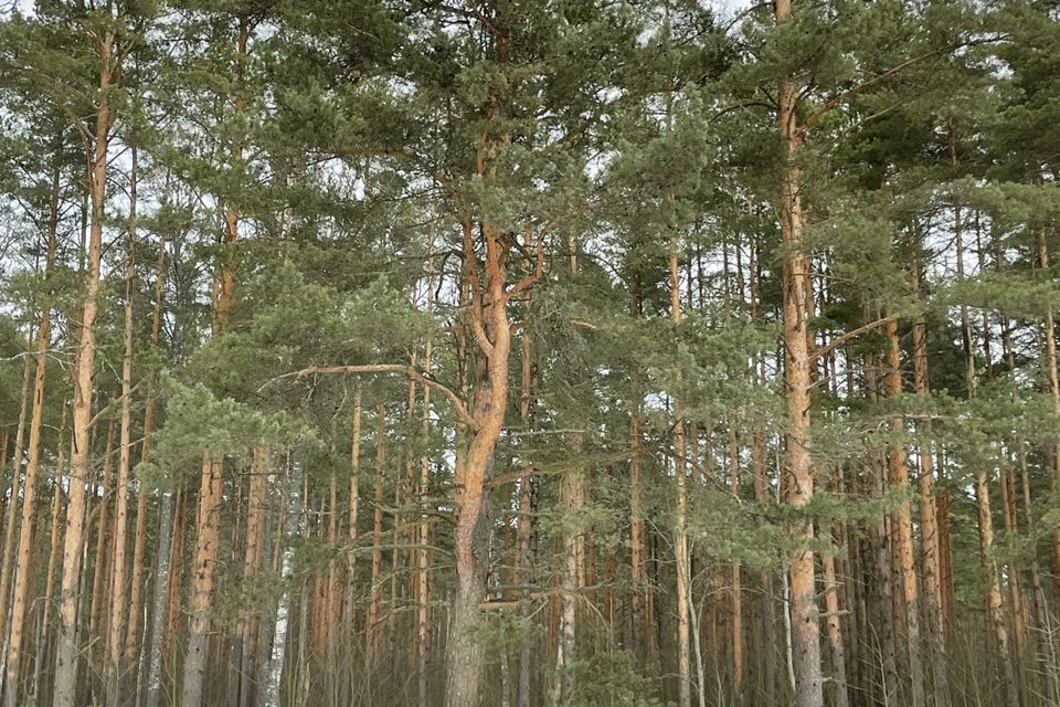 Купить Квартиру В Поселке Имени Морозова