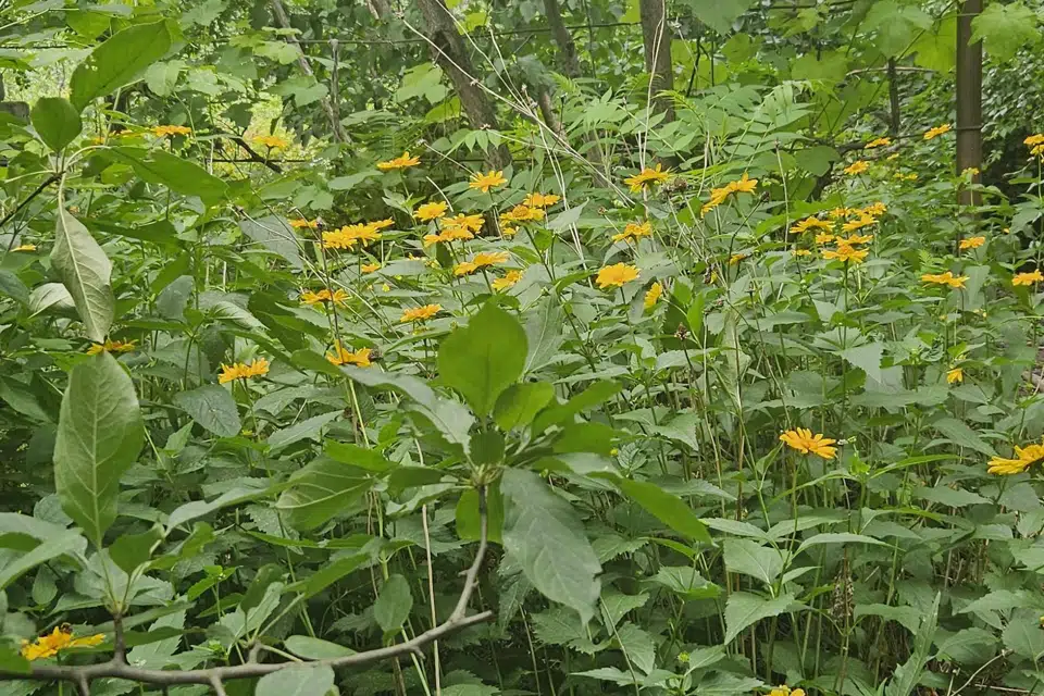 Продаётся участок, 12 сот., ИЖС