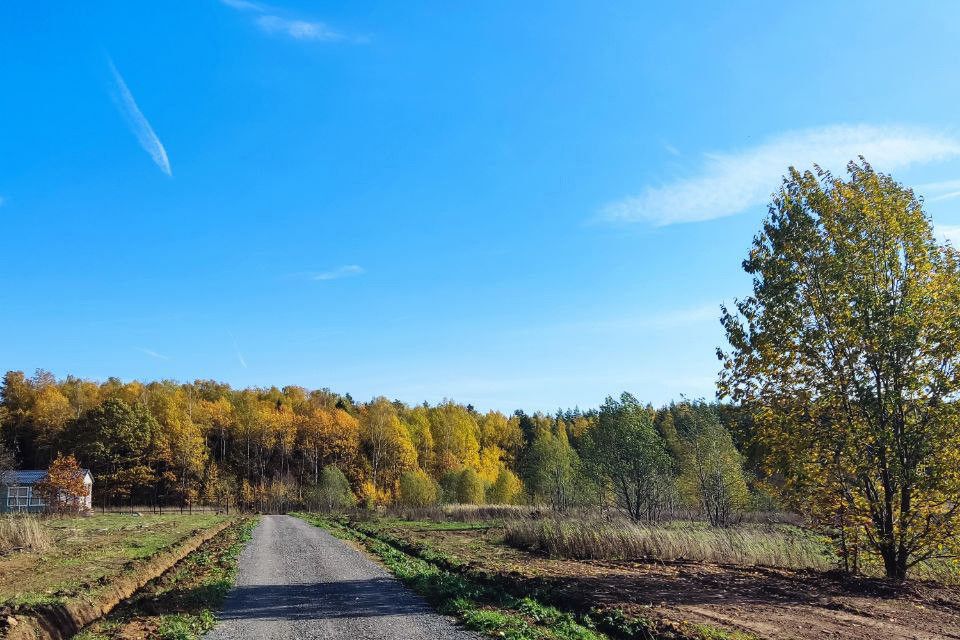 Дорога в лесу Шевелкино