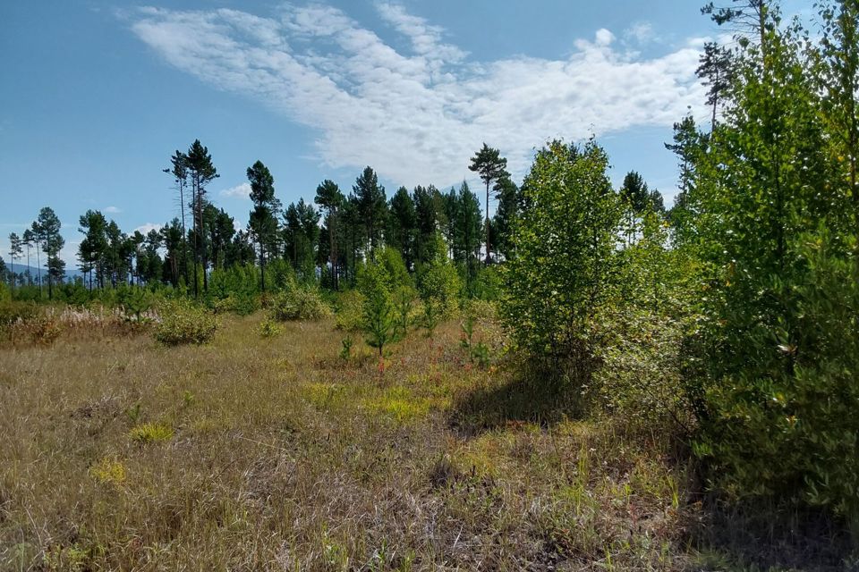 Участок ижс чита. Кургальский заказник. Растения Кургальского заказника. Кургальский заказник растения. Мыс Пихлисаар.