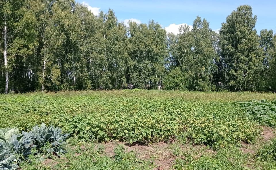Снт кедр колыванский. Снт кедр колыванский