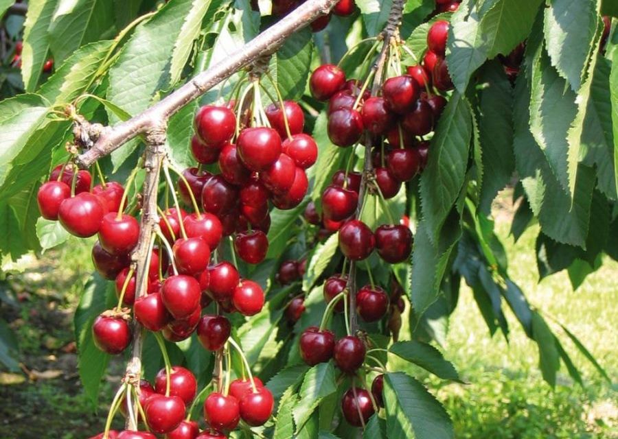 Черешня наполеон красная. Черешня 500г. Черешня бигарро бурлат. Вишня обыкновенная любская. Черешня велка.