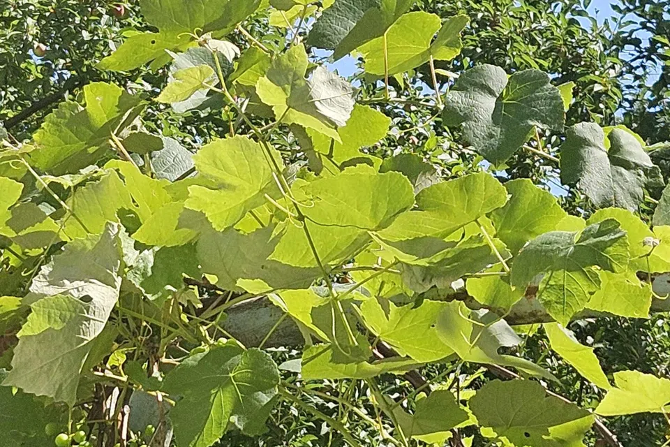 Продаётся участок, 12 сот., ИЖС