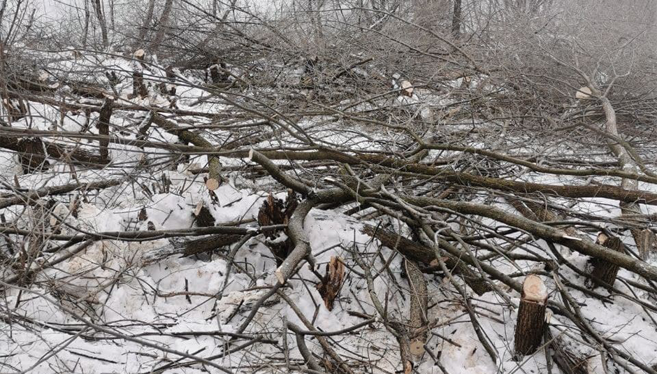 Жители подмосковных Химок жалуются на незаконную вырубку деревьев
