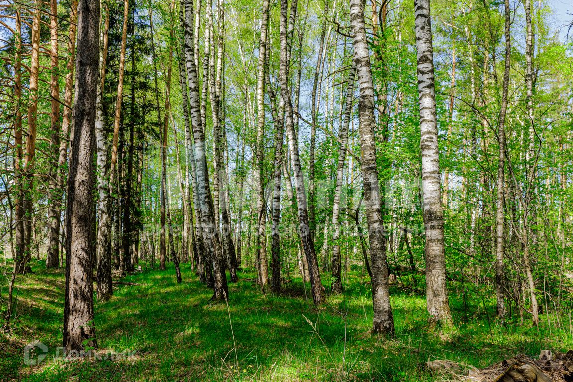 Купить Участок В Лесу В Красногорском Районе