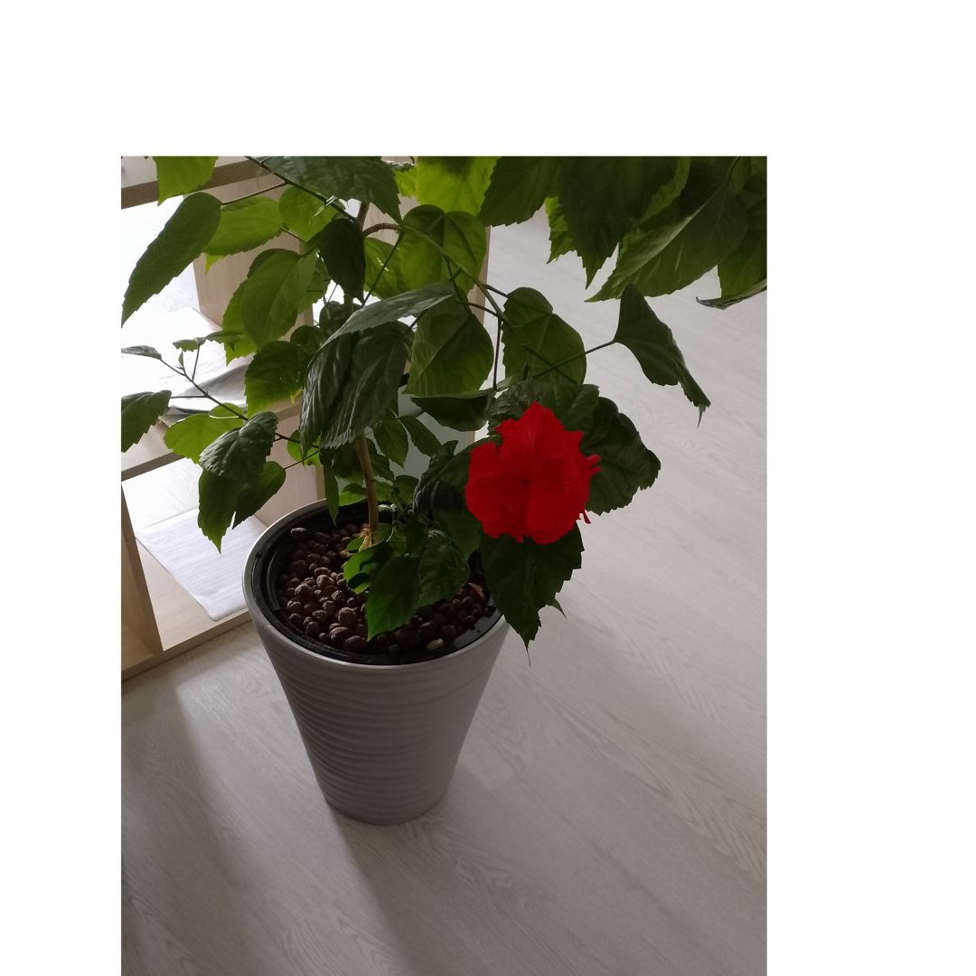 Наталья Котова