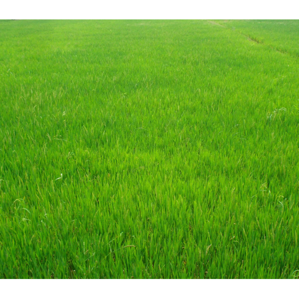 Ольга Таказова