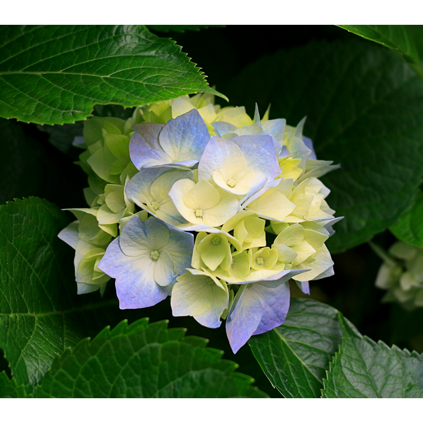 Елена Нижельская