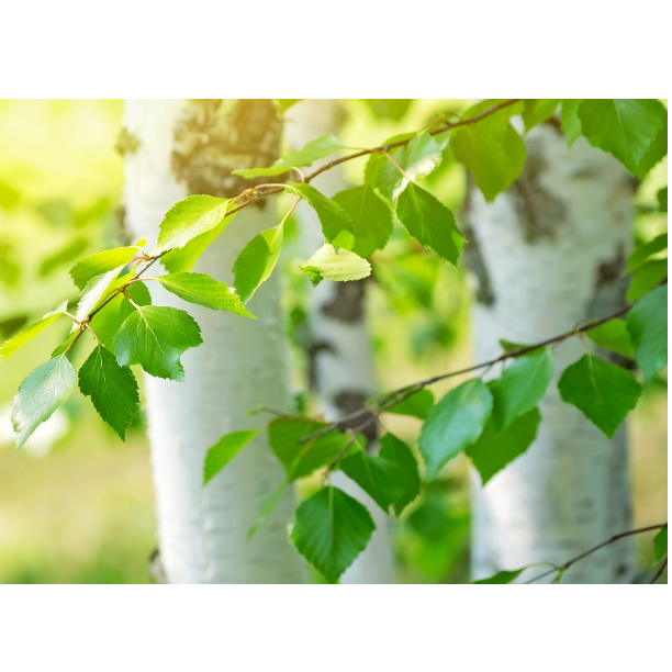 Анастасия Бондаренко