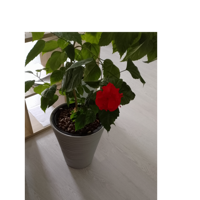 Наталья Котова