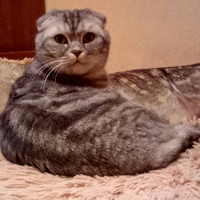 Елена Осипова