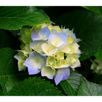 Елена Нижельская