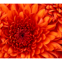 Екатерина Семенова