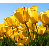 Ольга Гаврилова