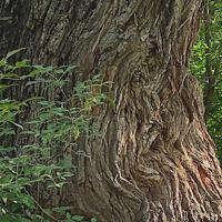 Ольга Маликова