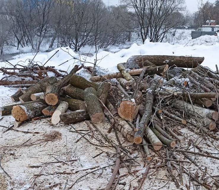 Жители подмосковных Химок жалуются на незаконную вырубку деревьев №1