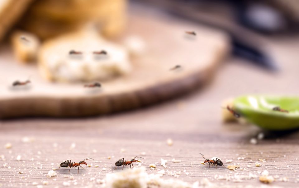 Как сделать ловушку от комаров своими руками — Статьи