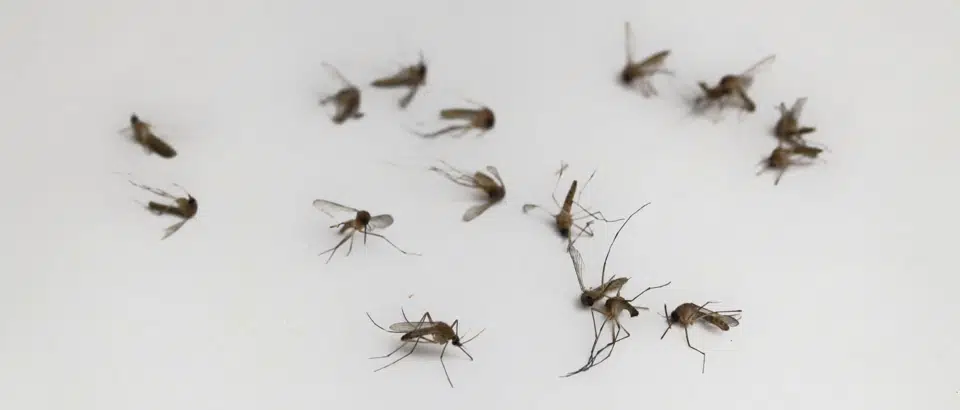 Как избавиться от мошек в квартире
