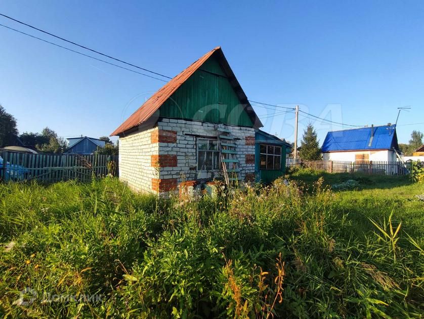 Голубика садовая: выращивание и уход в Беларуси