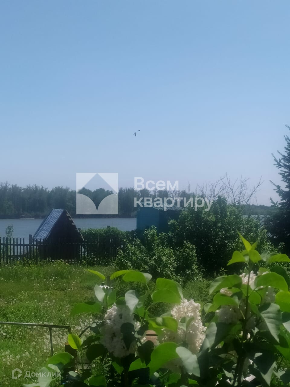 Снт кедр колыванский. Снт кедр колыванский