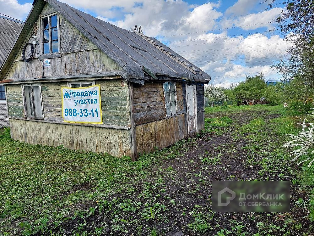 Шелковица в ленинградской области фото